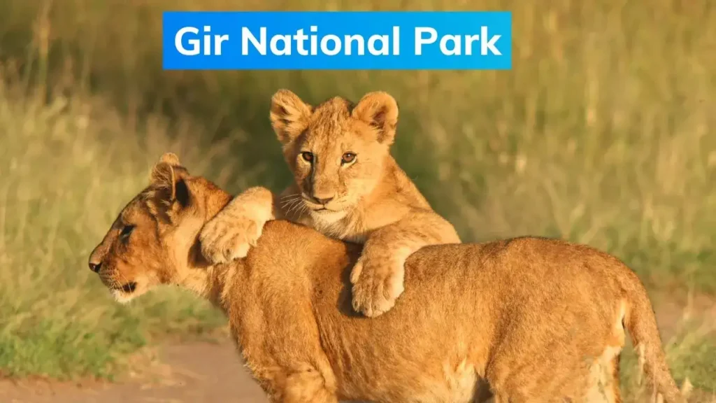 Gir National Park Wildlife Tour Package – Explore the Land of Asiatic Lions