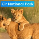 Gir National Park Wildlife Tour Package – Explore the Land of Asiatic Lions