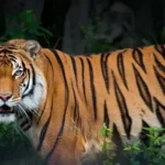 Wildlife Sanctuaries & National Parks: Guardians of Nature and Biodiversity